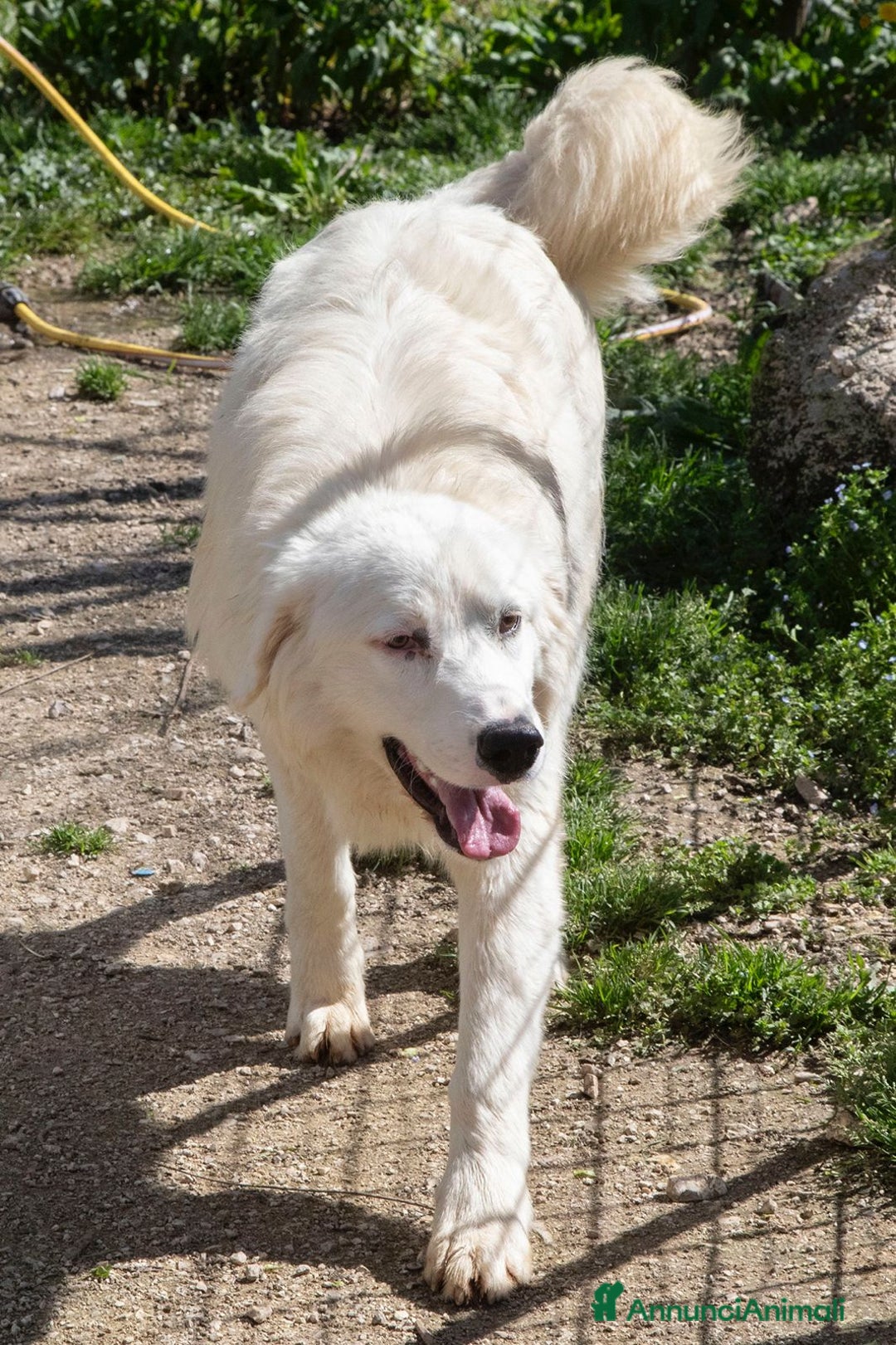 Meticcio cani in regalo: NASINO A CUORE : IL DOLCISSIMO OSLO a Provincia di Frosinone - Immagine 4