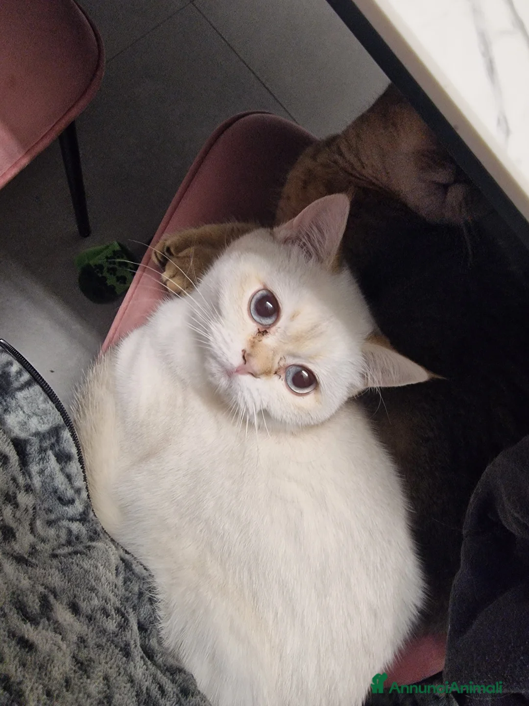 Immagine della galleria {{count}}