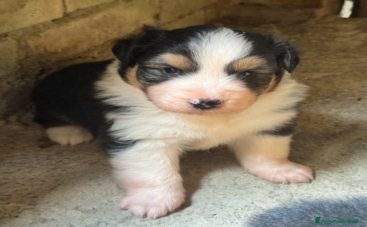 Australian Shepherd cani - Annuncio 9