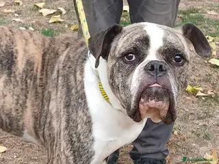 Bulldog cani ETTORE AMERICAN BULLDOG CERCA CASA, IN ADOZIONE - Annuncio 10