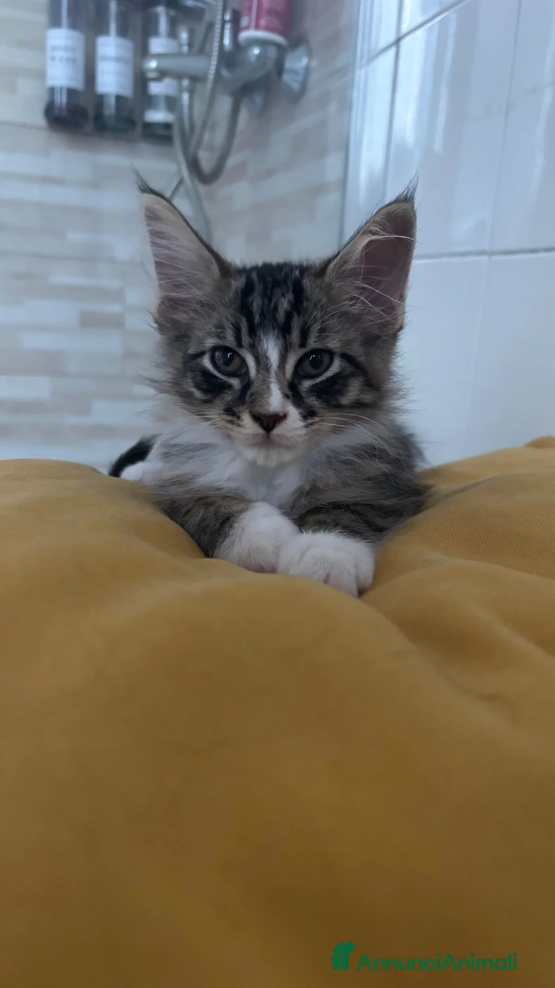 Maine Coon gatti in vendita: Cucciole di Maine coon - Annuncio 1