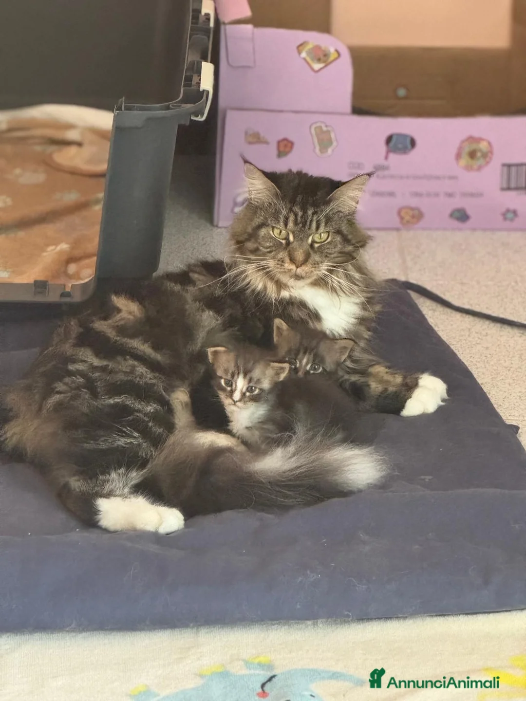 Maine Coon gatti in vendita: Cucciolo di Maine coon - Annuncio 3