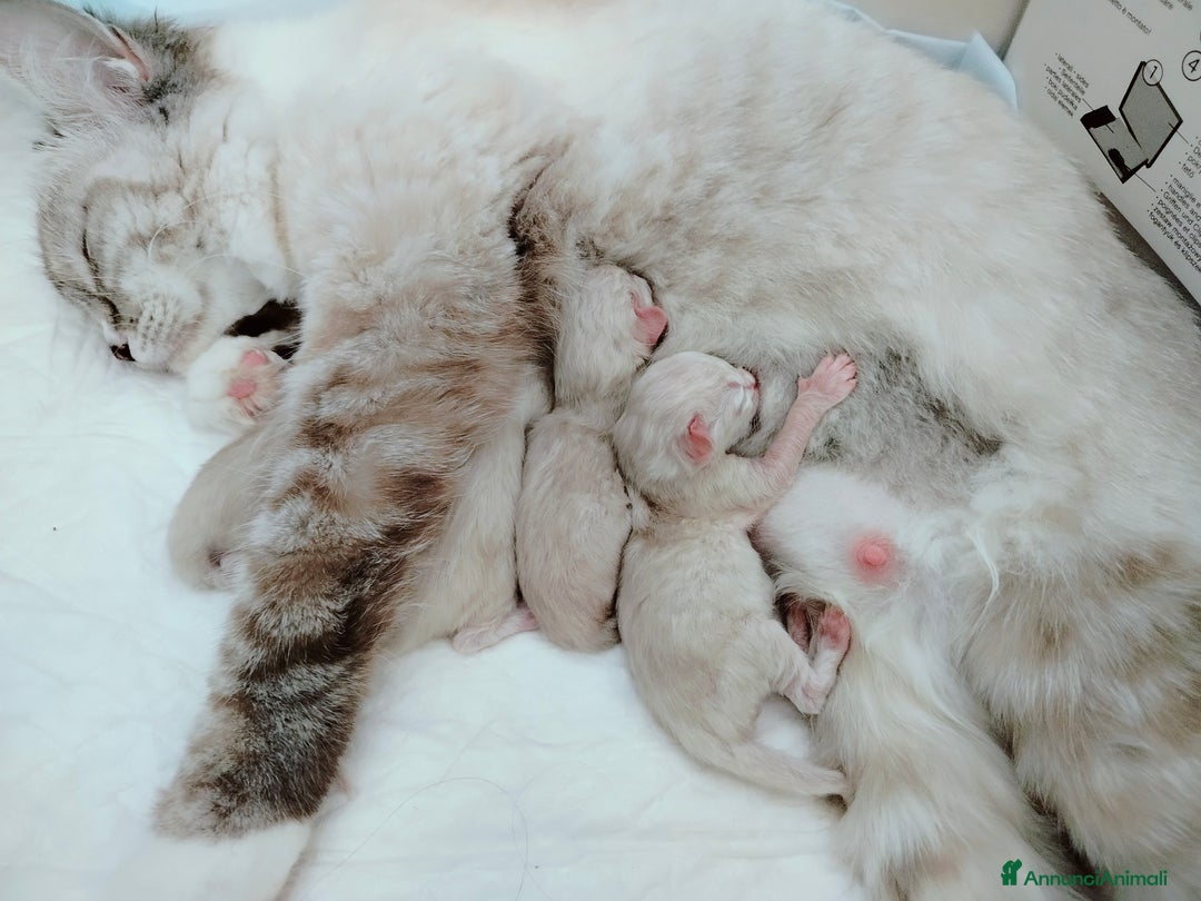 Ragdoll gatti in vendita: gattini Ragdoll vendita a Città Metropolitana di Genova - Immagine 2
