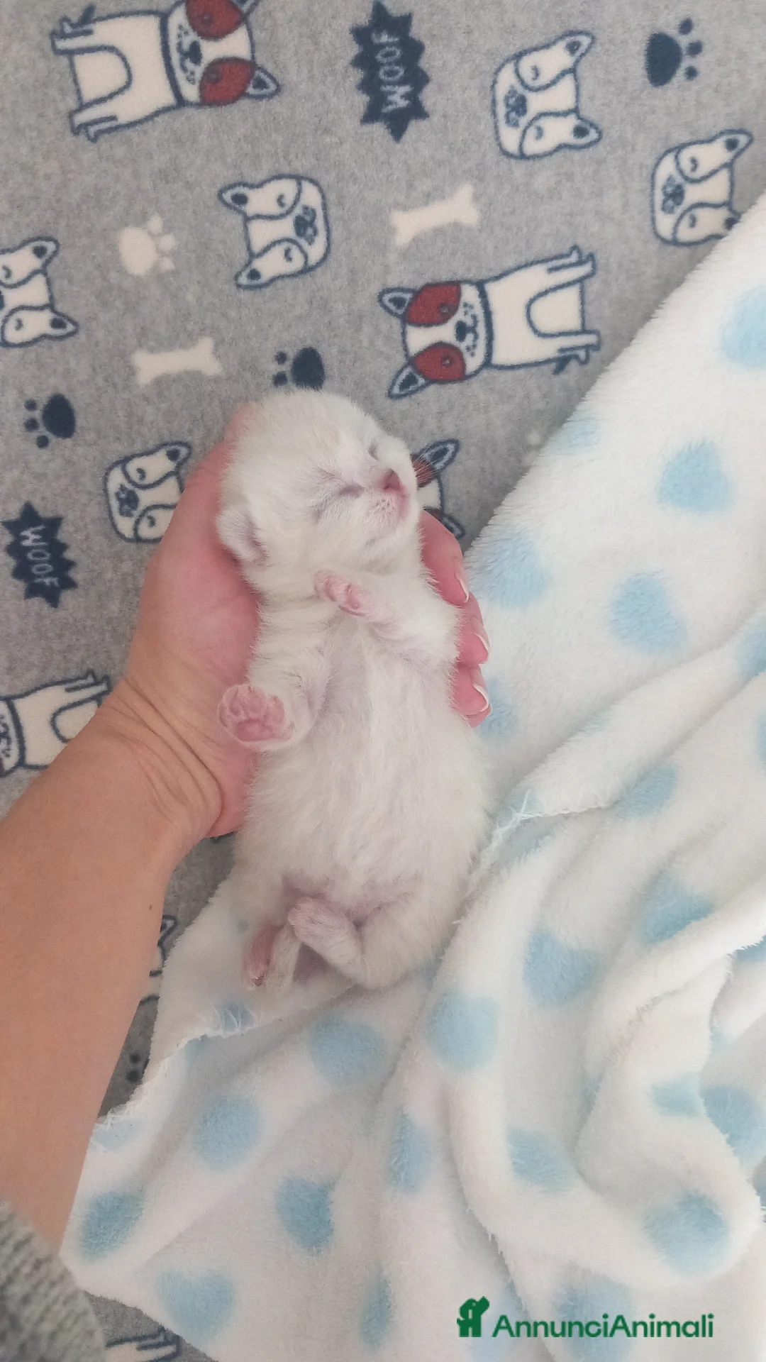 Scottish gatti in vendita: Cuccioli scottish fold e straight  - Annuncio 2