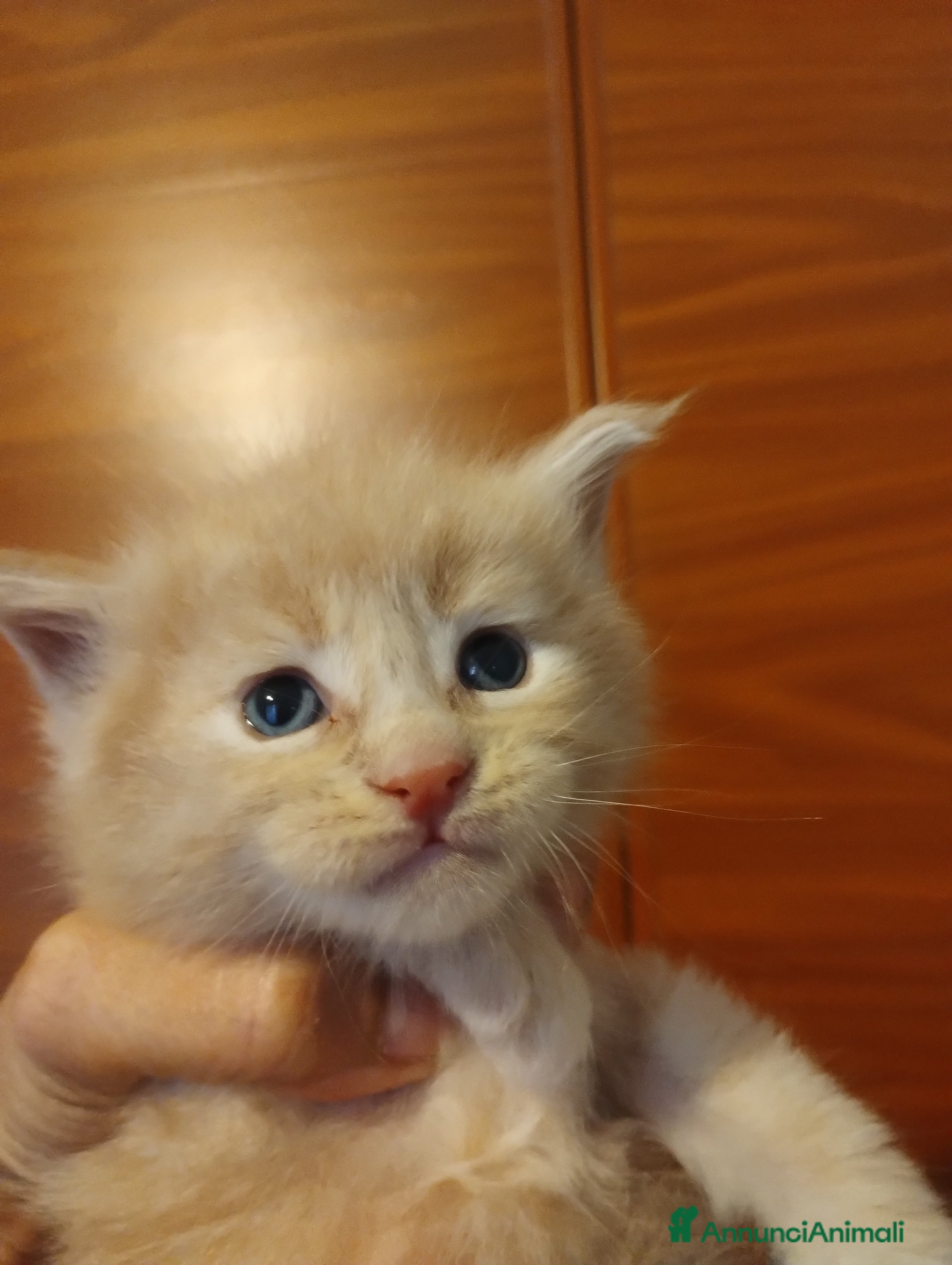 Maine Coon gatti MAINECOON cuccioli  - Annuncio 1