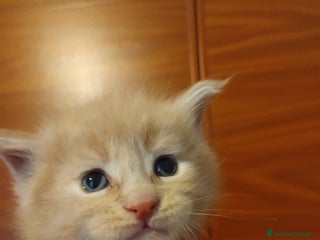 Maine Coon gatti MAINECOON cuccioli - Annuncio 6