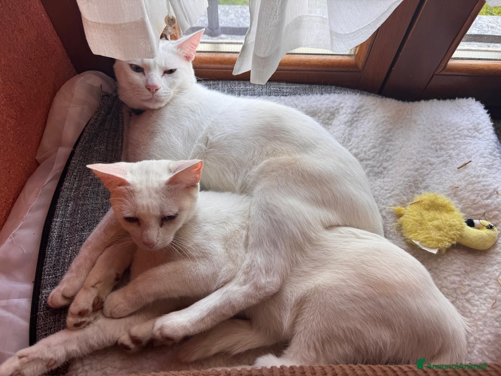 Meticcio gatti GATTINE BIANCHE - Annuncio 7