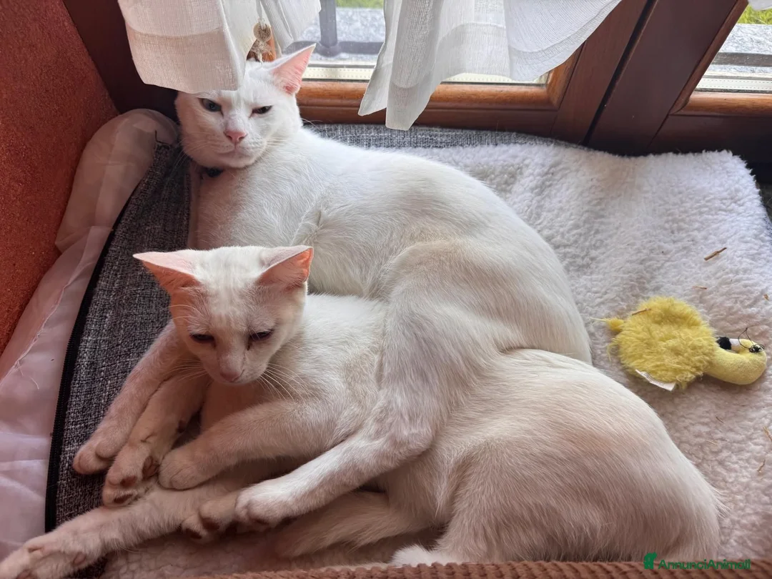 Meticcio gatti in regalo: GATTINE BIANCHE a Provincia di Cuneo - Annuncio 1