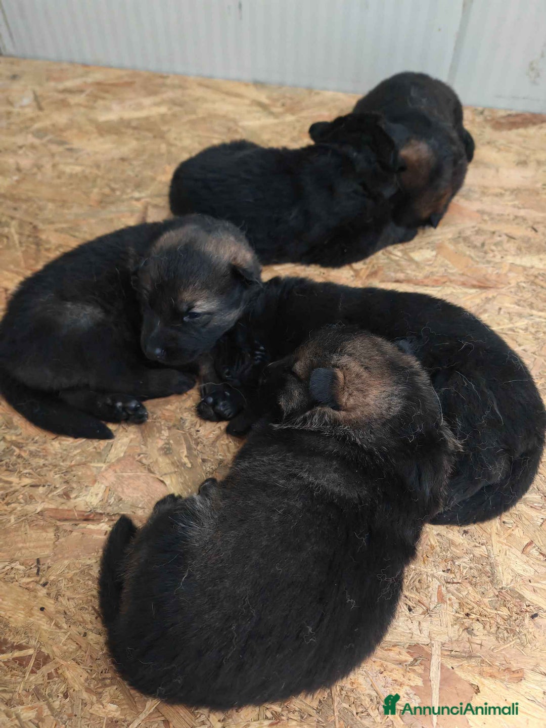 Pastore Tedesco cani in vendita: Cuccioli Pastore Tedesco linea da lavoro grigioni  - Annuncio 5