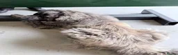 Pastore del Caucaso cani in regalo: In Regalo Pastore del Caucaso 18Mesi a Provincia di Prato - Annuncio 4