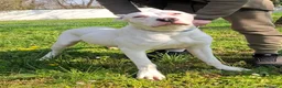 Dogo Argentino cani in regalo: ALBINO DOGO ARGENTINO - Annuncio 14