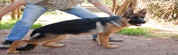 Pastore Tedesco cani in vendita: PASTORI TEDESCHI - Annuncio 24