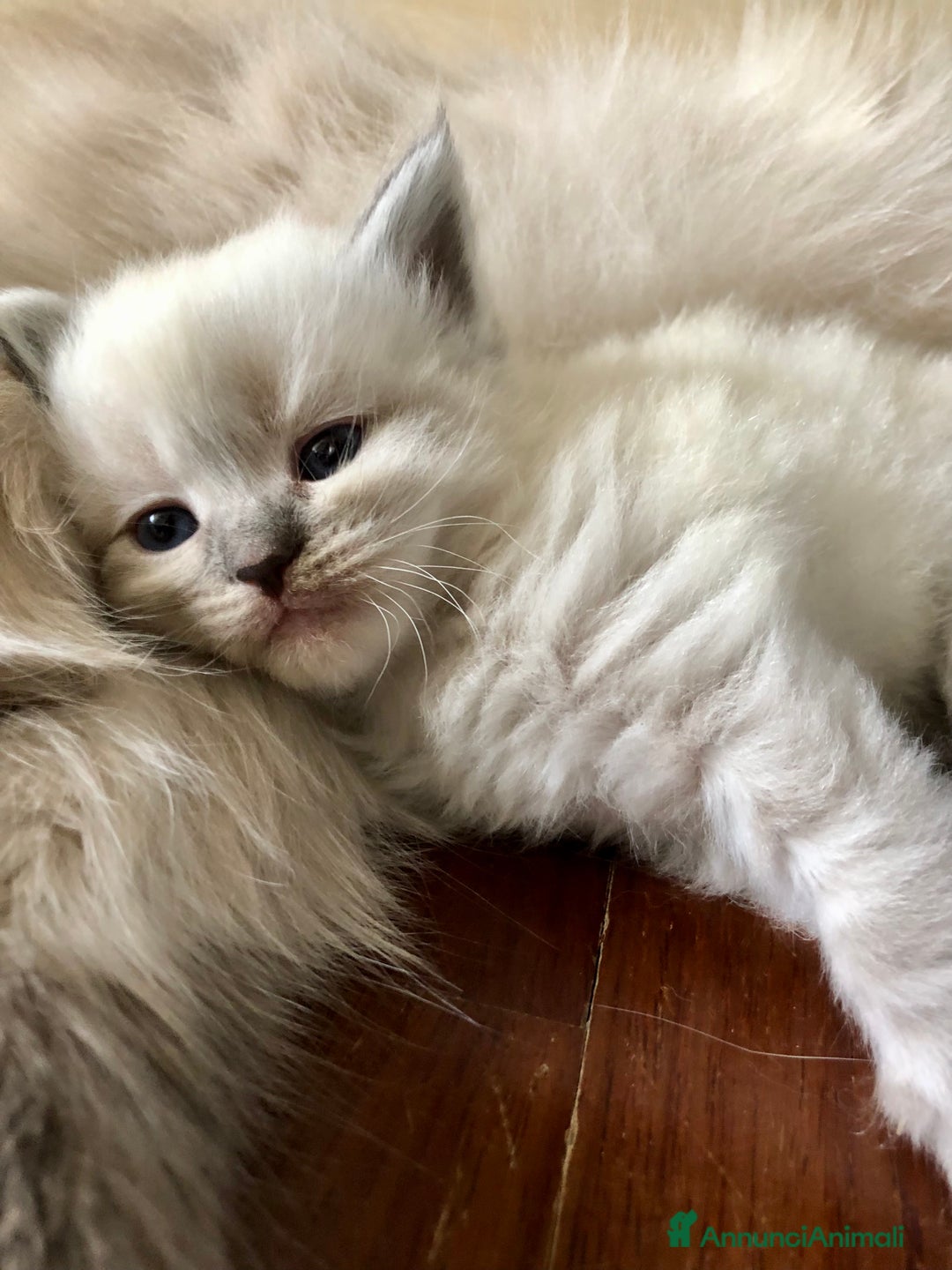 Siberiano gatti in vendita: Cuccioli di Gatto Siberiano Ipoallergenico a Provincia di Varese - Immagine 7