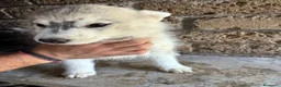 Husky cani in vendita: cuccioli di husky  - Annuncio 7