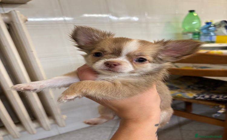 Chihuahua cani - Annuncio 9