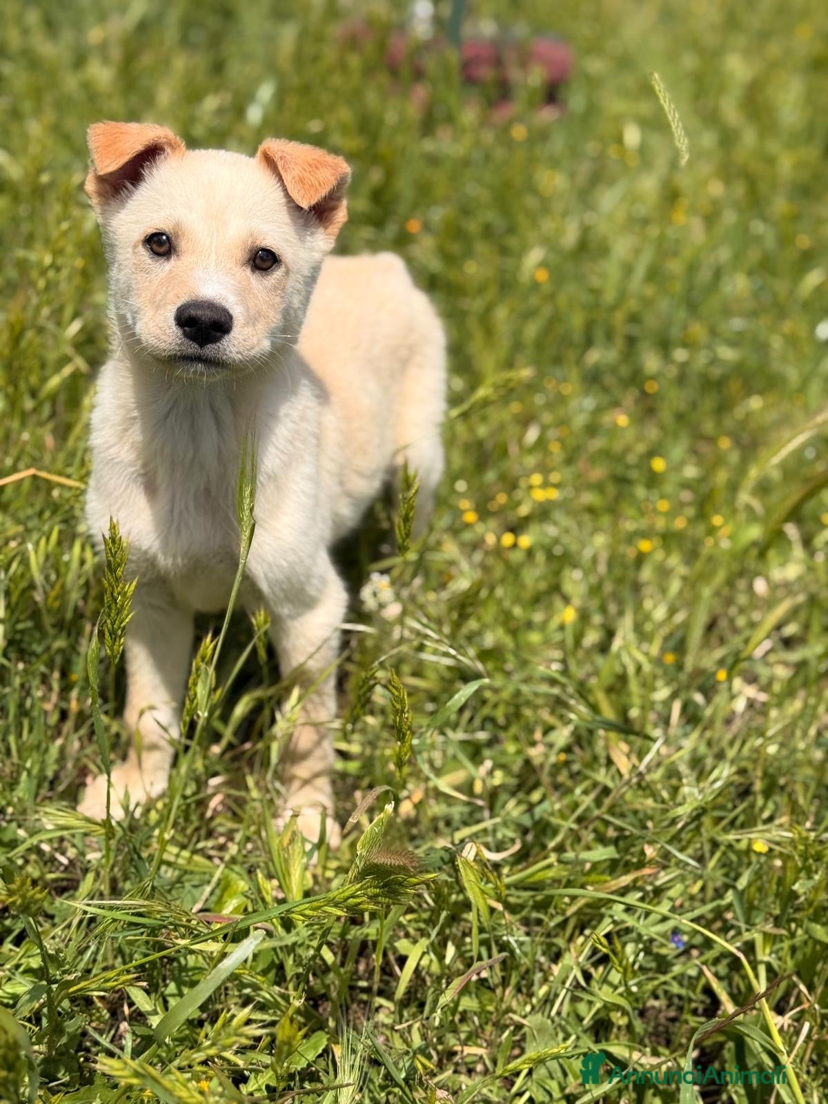 Meticcio cani Pipo cerca casa - Annuncio 2