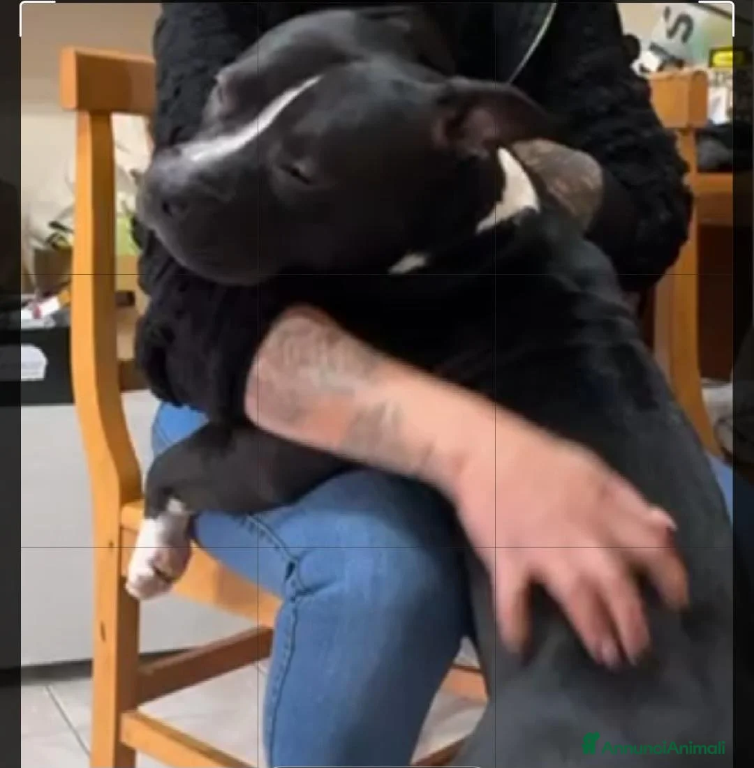 American Bully cani in regalo: American Bully 3anni LA SUA TRISTE VITA! ALESSANDR - Annuncio 10