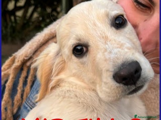 Setter Inglese cani MIRTILLO, CUCCIOLO 3 MESI MIX SETTER, SOPRAVVISSUT - Annuncio 1