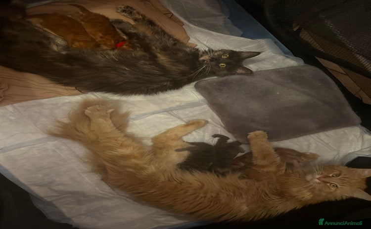 Maine Coon gatti a Città Metropolitana di Torino - Annuncio 6