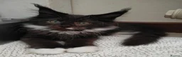 Maine Coon gatti in vendita: Ultime cucciole disponibili  - Annuncio 4