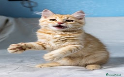 Siberiano gatti in vendita: Cucciolo gatto siberiano subito disponibile a Città Metropolitana di Torino - Immagine 6