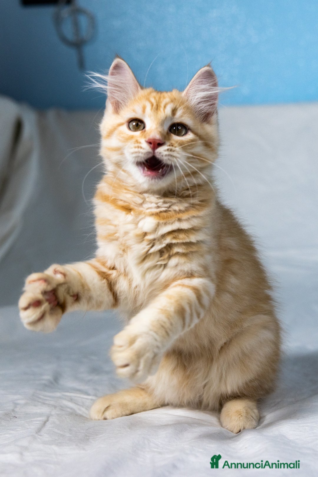 Siberiano gatti in vendita: Cucciolo gatto siberiano subito disponibile a Città Metropolitana di Torino - Immagine 6