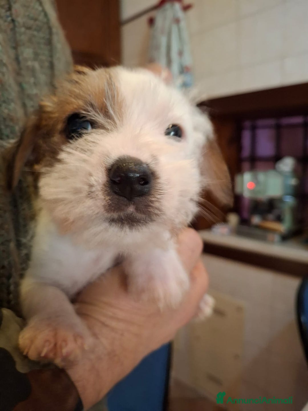 Jack Russell cani in vendita: Cuccioli di Jack Russell con pedigree  - Annuncio 8