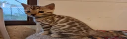 Bengala gatti in vendita: Cucciolo Bengala snow con pedegree a Città Metropolitana di Firenze - Annuncio 3