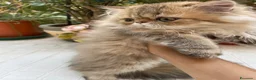 Persiano gatti in vendita: cucciolo golden shaded con pedigree anfi  - Annuncio 2