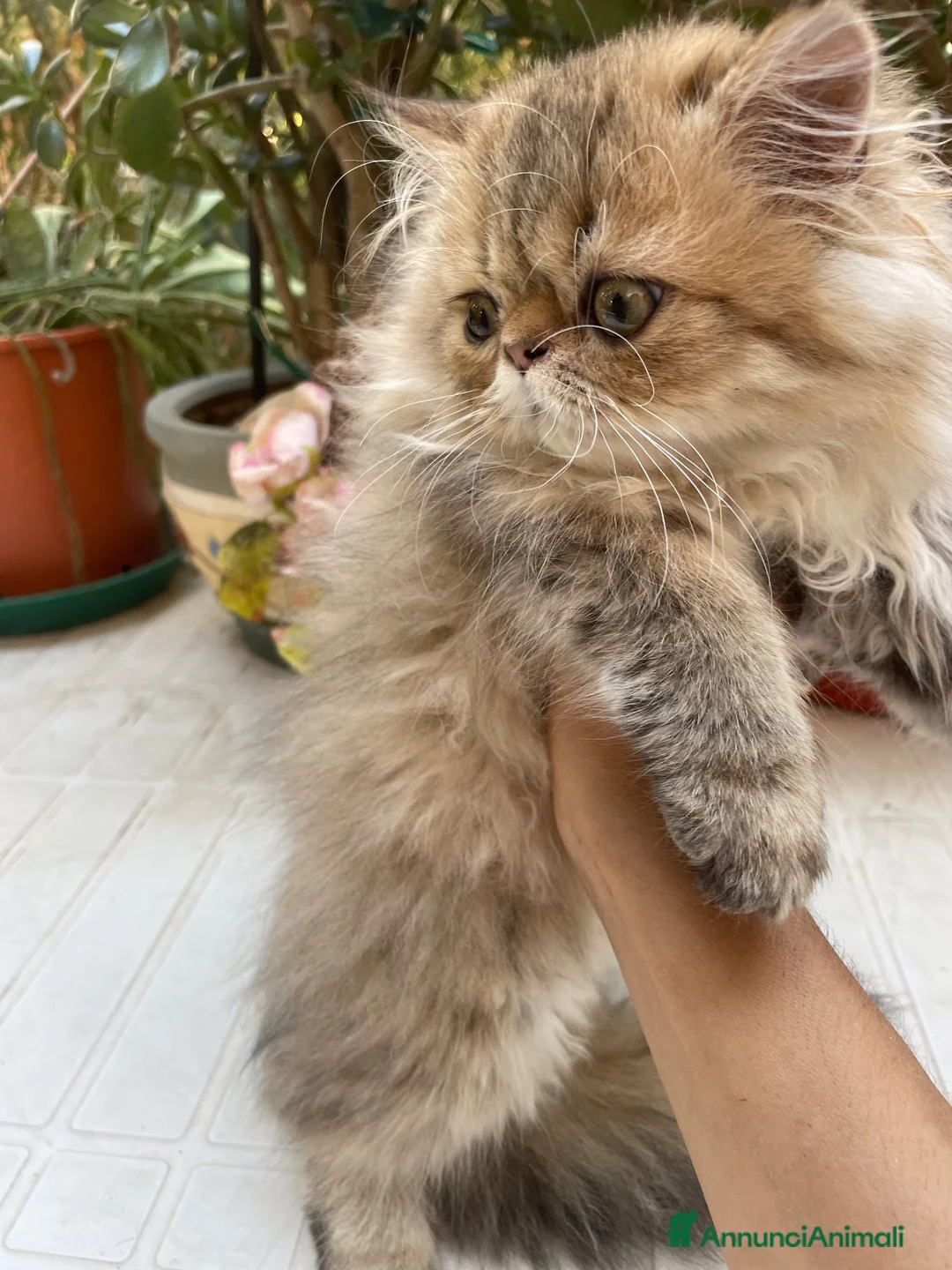 Persiano gatti in vendita: cucciolo golden shaded con pedigree anfi  - Annuncio 2