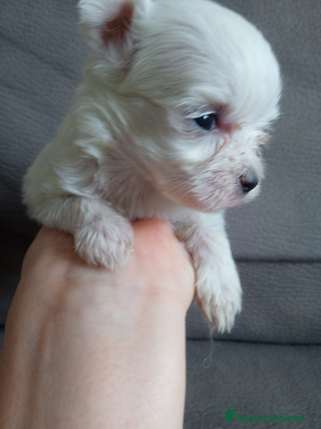 Maltese cani in vendita: Maltese muni - Annuncio 6