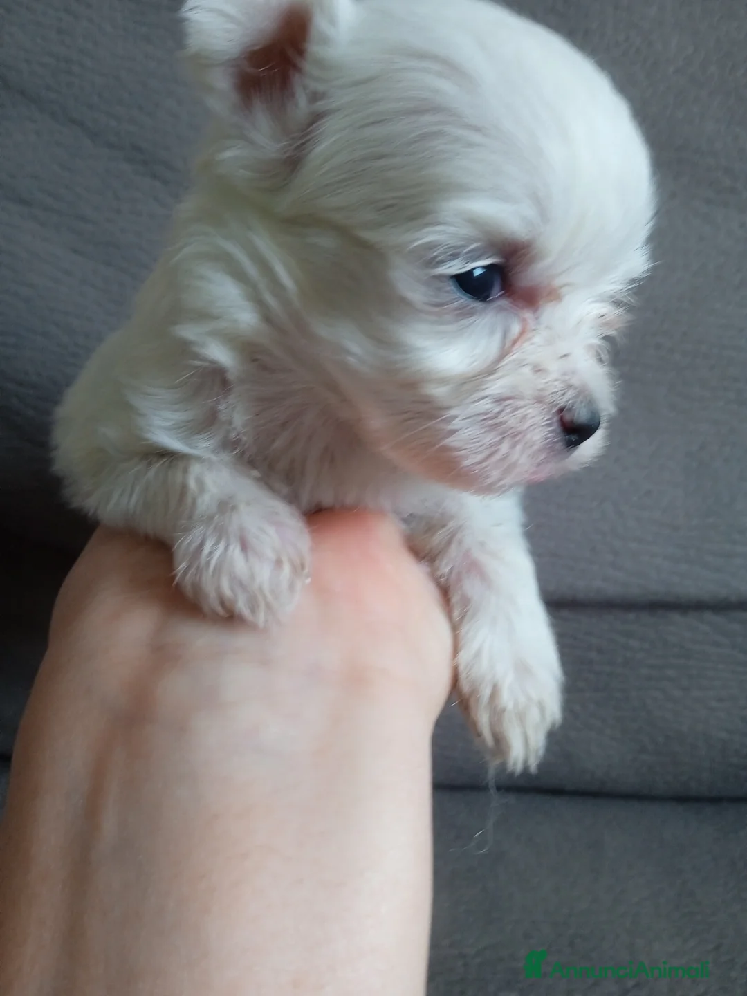 Maltese cani in vendita: Maltese muni - Annuncio 6