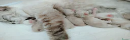 Ragdoll gatti in vendita: femmina ragdoll vendita - Annuncio 2