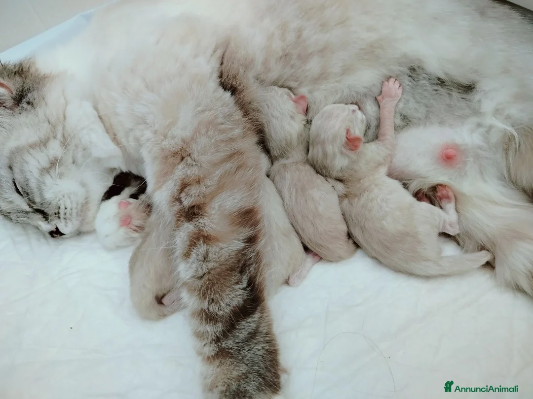 Ragdoll gatti in vendita: femmina ragdoll vendita - Annuncio 2
