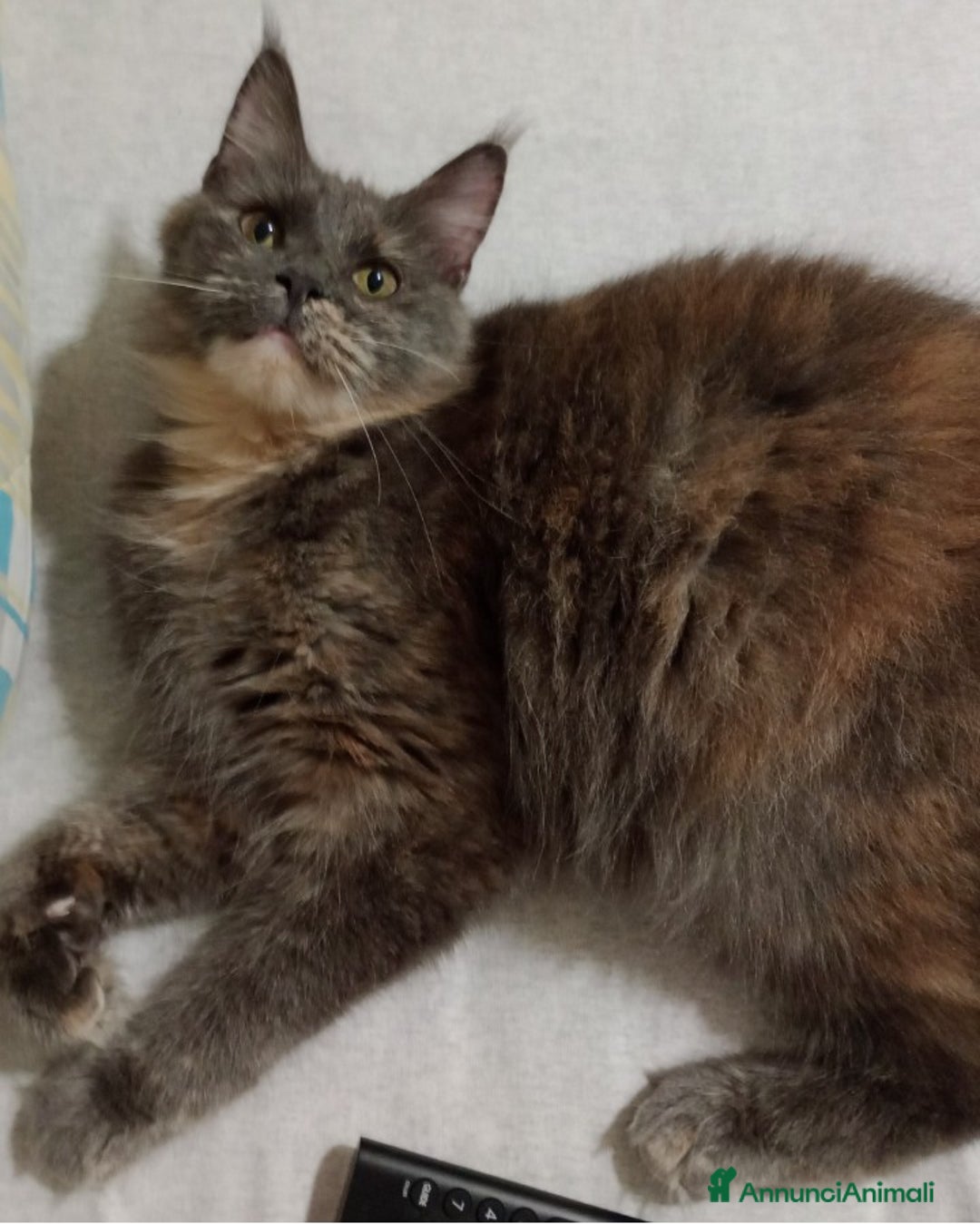 Maine Coon gatti in vendita: Maine Coon  - Annuncio 4