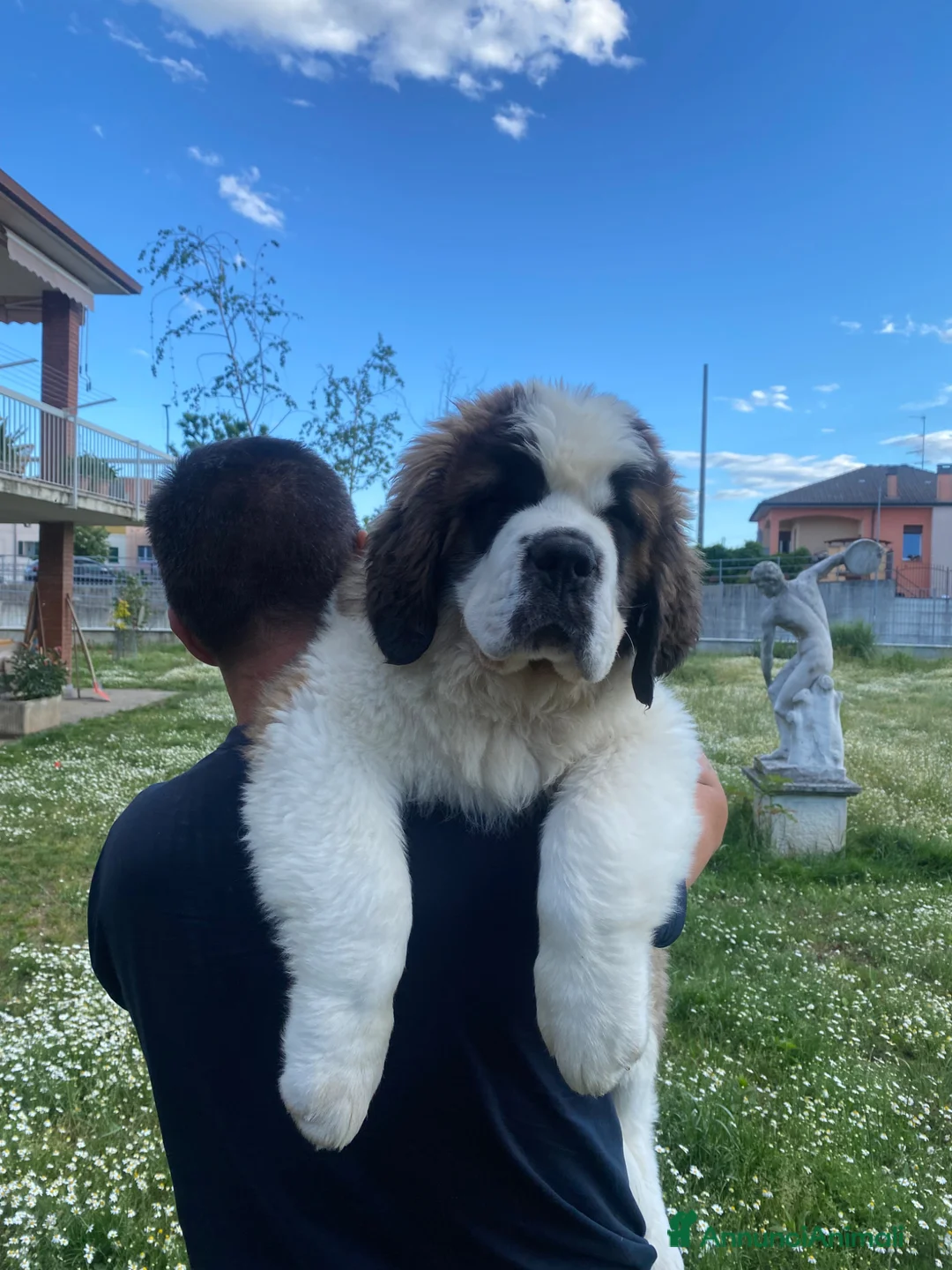 San Bernardo cani in vendita: Cuccioli di San Bernardo - Annuncio 2