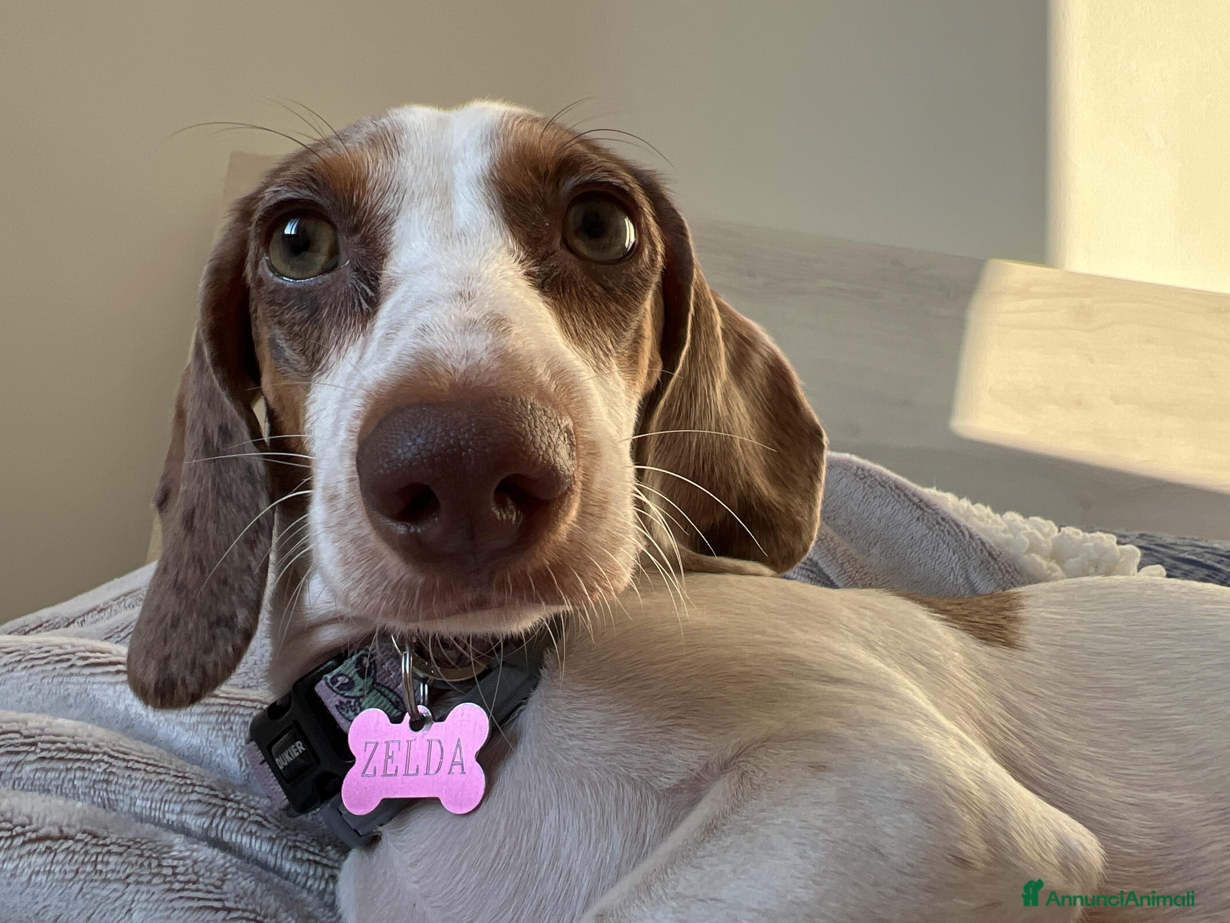 Bassotto cani Si ricerca bassotto maschio per monta. - Annuncio 2