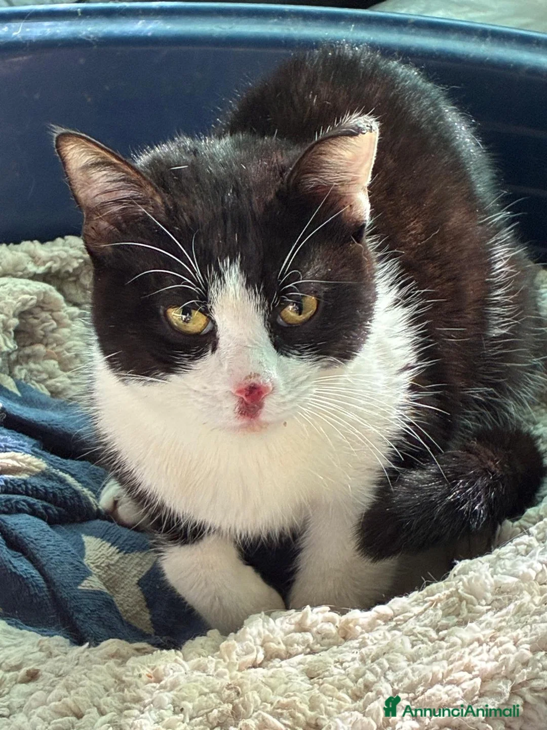 Meticcio gatti in regalo: GATTI  a Provincia di Piacenza - Annuncio 1