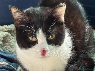 Meticcio gatti GATTI a Provincia di Piacenza - Annuncio 1