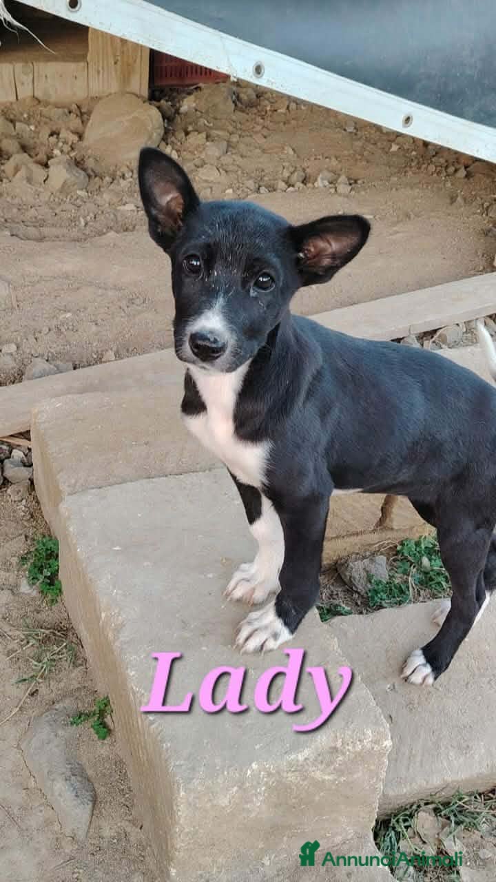 Meticcio cani CUCCIOLI LADY E TESEO IN REGALO - Annuncio 23