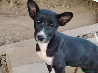 Meticcio cani CUCCIOLI LADY E TESEO IN REGALO - Annuncio 25
