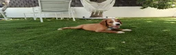 Meticcio cani in vendita: Cuccioli cani da caccia a Città Metropolitana di Bari - Annuncio 2