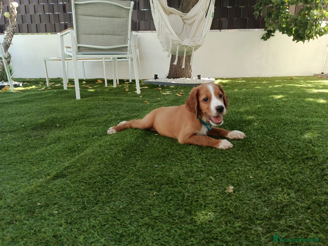 Meticcio cani in vendita: Cuccioli cani da caccia a Città Metropolitana di Bari - Annuncio 2