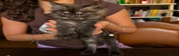 Maine Coon gatti in vendita: Meravigliosi cuccioli Maine Coon a Città metropolitana di Roma Capitale - Annuncio 10