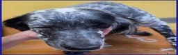 Setter Inglese cani in regalo: SCALEA SIMIL SETTER 5 ANNI E MEZZO, SPLENDIDA REGI - Annuncio 4
