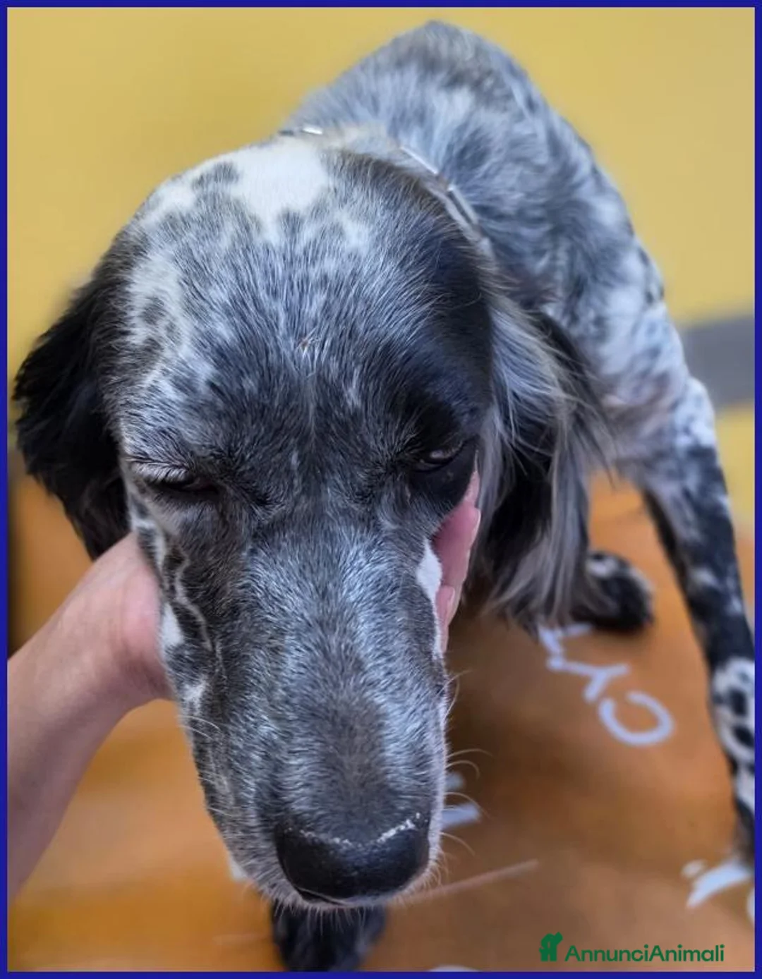 Setter Inglese cani in regalo: SCALEA SIMIL SETTER 5 ANNI E MEZZO, SPLENDIDA REGI - Annuncio 4
