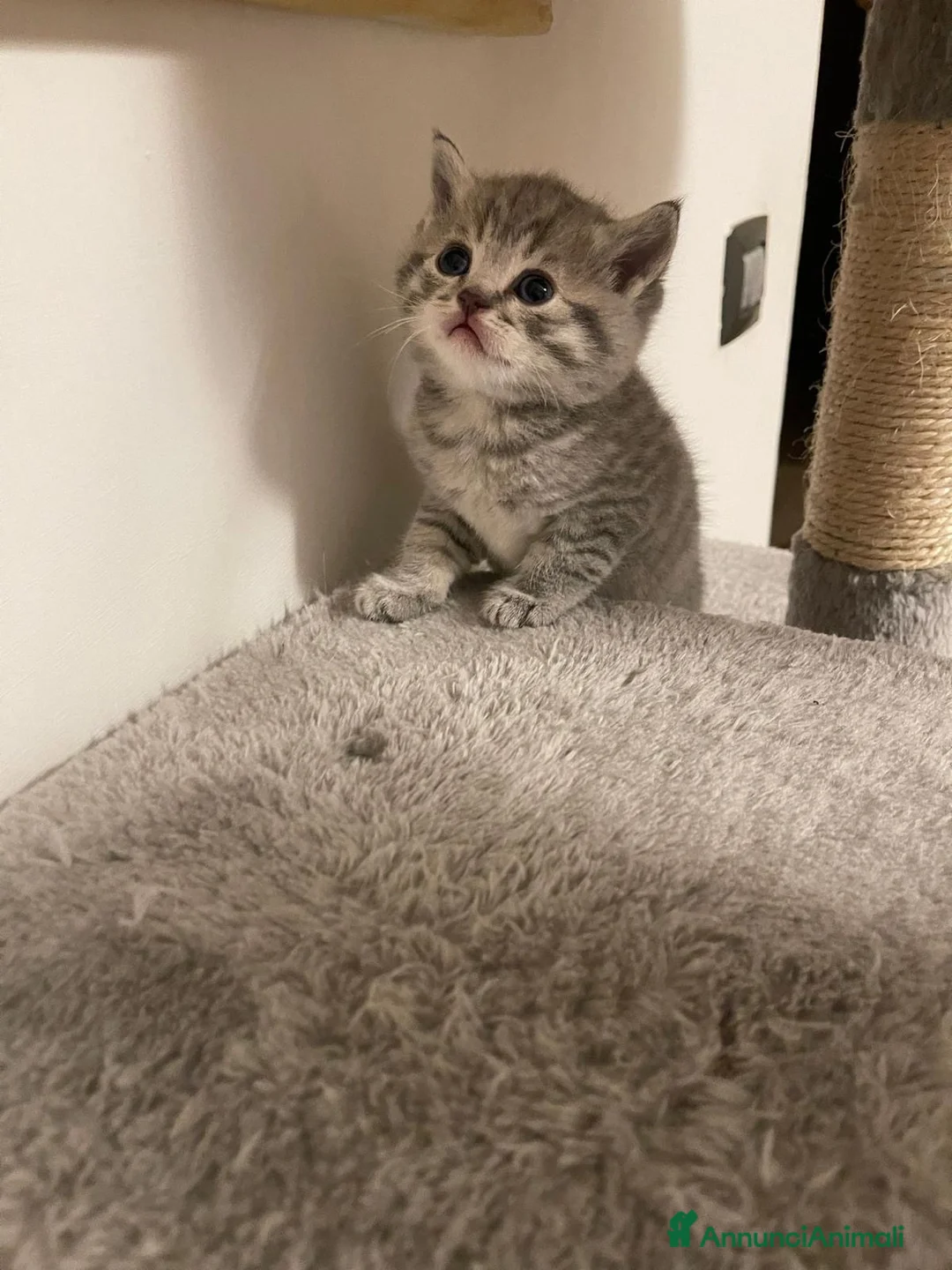 Scottish gatti in vendita: Gattini Scottish Straight a Provincia di Arezzo - Annuncio 2