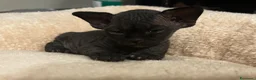 Sphynx gatti in vendita: Prenotazione cuccioli di Sphynx con pedigree  - Annuncio 3