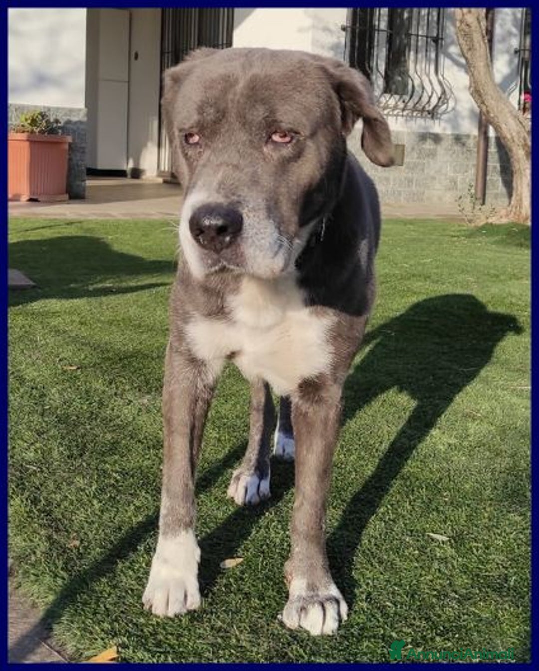 Meticcio cani in regalo: BRUCE ha vissuto l'inferno! Dolcissimo - Annuncio 1