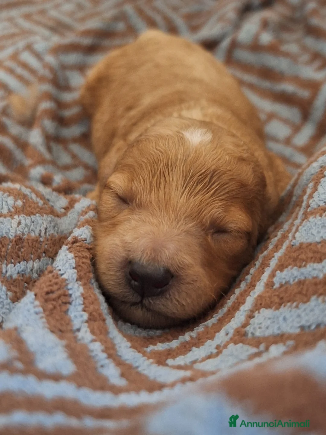Barboncino Toy cani per accoppiamento: Barboncino Toy per possibile matrimonio  a Provincia di Ancona - Annuncio 7